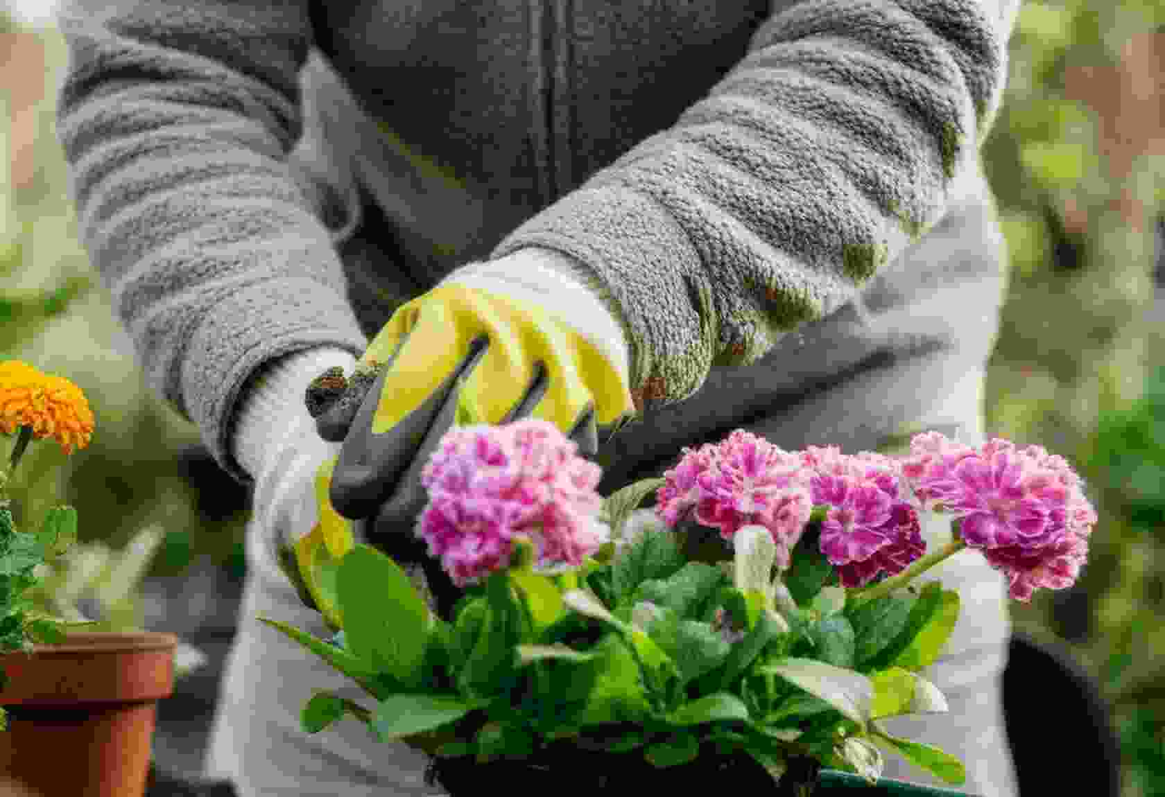Top 10 Flower Care Tips Every Gardener Should Know